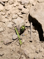 Calligrapha pantherina