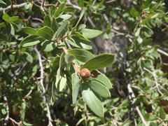 Quercus toumeyi
