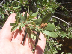 Quercus toumeyi