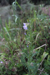 Polemonium mexicanum