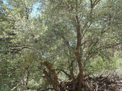 Quercus toumeyi