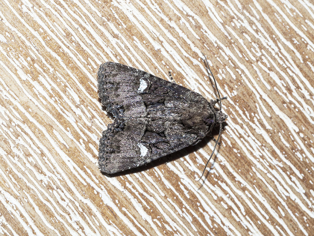 Mesapamea pinkeri