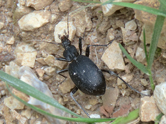 Cychrus italicus