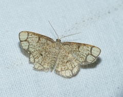 Stegania cararia