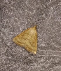 Psammotis pulveralis