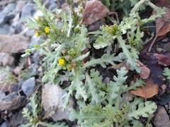 Senecio vulgaris