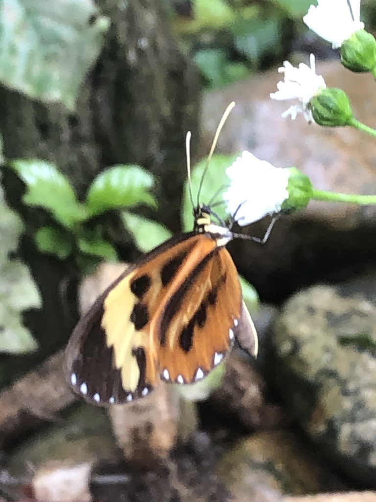 Ceratinia tutia