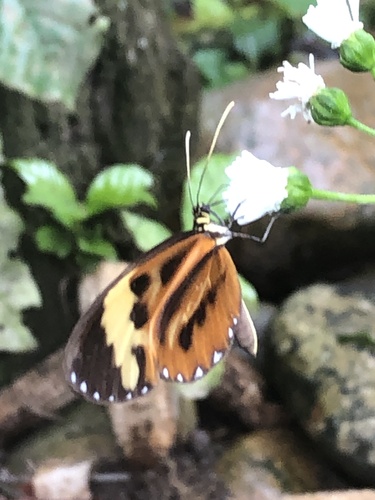 Mariposa querubín