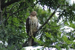 Buteo jamaicensis