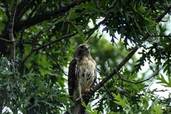 Buteo jamaicensis