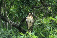 Buteo jamaicensis