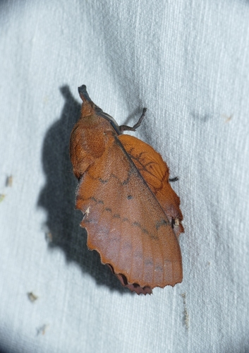 Gastropacha quercifolia