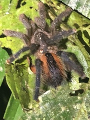 Avicularia hirschii