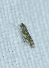 Eupteryx urticae