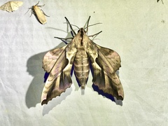 Phyllosphingia dissimilis