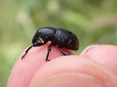 Liparus glabrirostris