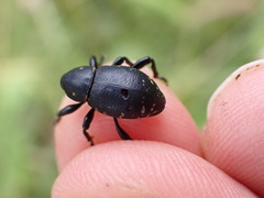 Liparus glabrirostris