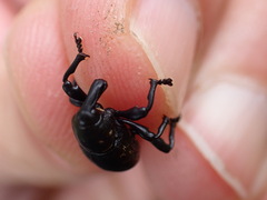 Liparus glabrirostris