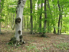 Fagus × taurica, photograph Igor Balashov, CC BY, iNaturalist via GBIF