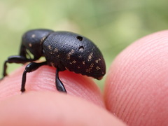Liparus glabrirostris