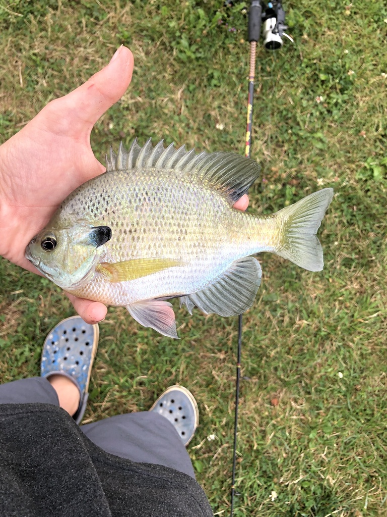 The Bluegill Network