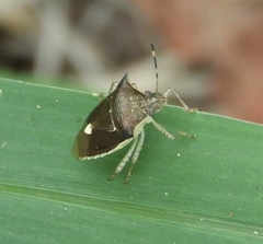 Mormidea notulata