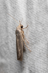 Athetiina