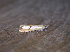 Catoptria pinella