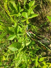 Rubus aboriginum