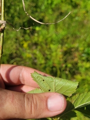 Rubus aboriginum