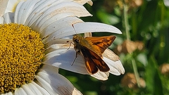 Ochlodes sylvanoides