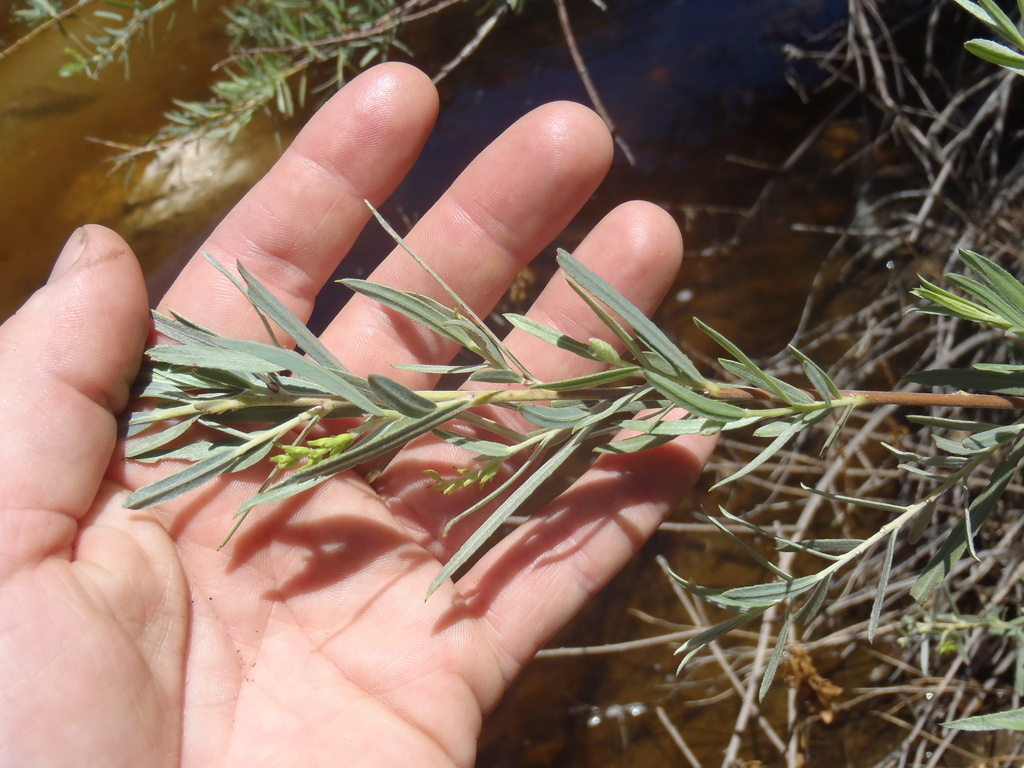 Narrowleaf Willow from Pima County, AZ, USA on July 31, 2022 at 1250