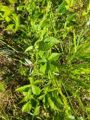 Rubus aboriginum