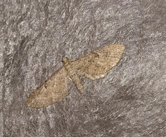 Eupithecia icterata