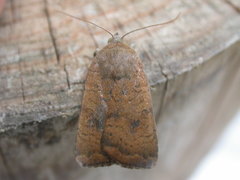 Noctua interjecta