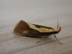 Harpella forficella