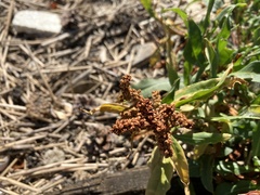 Rumex pallidus