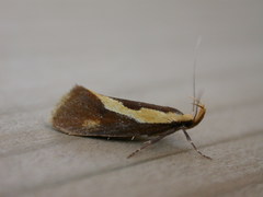 Harpella forficella
