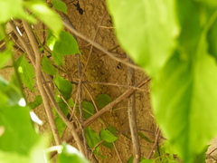 Tarentola mauritanica