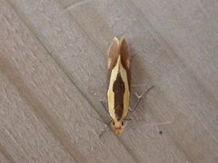 Harpella forficella