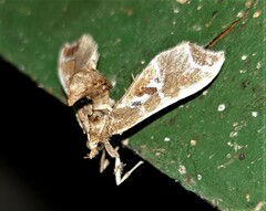 Leucinodes
