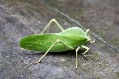 Siliquofera grandis
