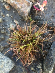 Juncus ranarius