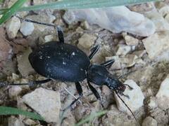 Cychrus italicus