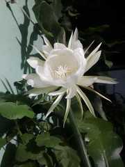 Epiphyllum oxypetalum