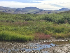Juncus ranarius