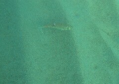 Torquigener flavimaculosus