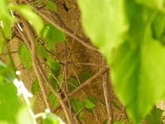 Tarentola mauritanica