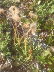 Antennaria friesiana