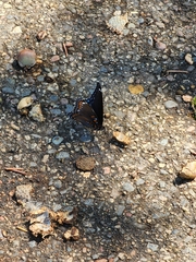 Limenitis arthemis